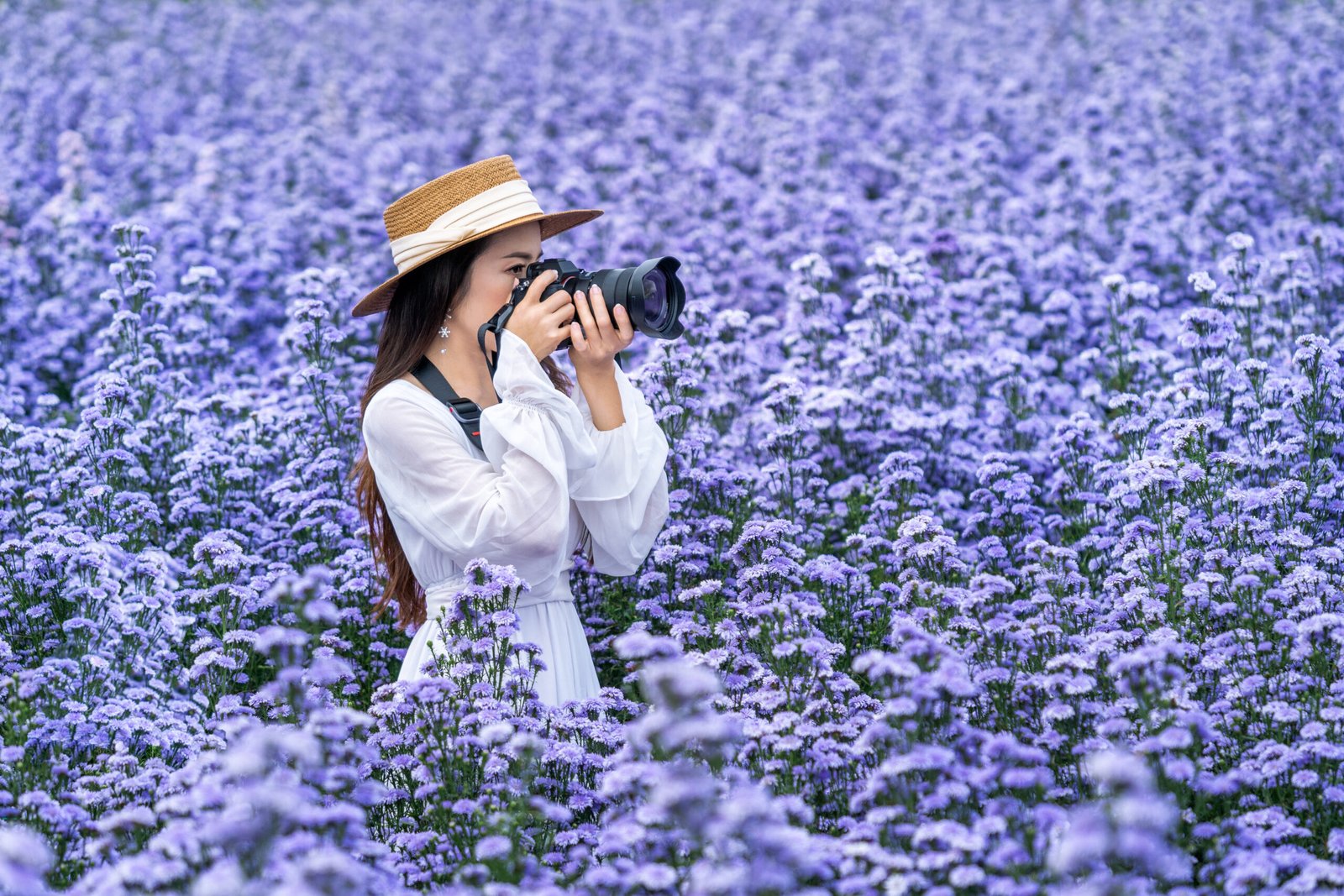 Tourist take a photo with digital camera in margaret flowers fields.